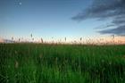 Local Plan Watch: Authorities grapple with green belt release