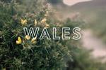 Visit Wales 