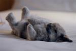 Ibis lets loose snuggling bunnies in 'sweet bed' ad