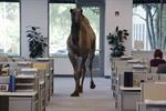 Geico's ad gives a camel a happy hump day