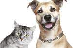 'Are you more cat or more dog?' asks Tesco CMO Matt Atkinson