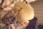 Asda runs 'something to tweet about' campaign starring cute Easter chick