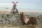 Hottest virals: Three's Shetland pony gets festive, plus Cartier and Kopparberg