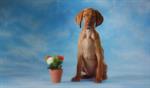 Hottest virals: Cute puppies star in Pedigree ad, plus Idris Elba and Fruyo