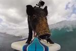 Hottest virals: GoPro's surfing pig rules the waves, plus Apple and Nike
