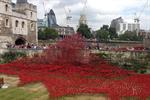 Tower of London draped in poppies to mark First World War centenary