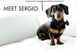 The Outnet turns to Sergio the dachshund for London Fashion Week push