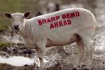 Sheep are transformed into billboards to help cut traffic deaths