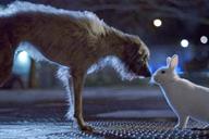 Stray dog finds street solidarity in Blue Cross TV ad