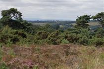 Why a Sussex council is stalling schemes affecting a key habitat