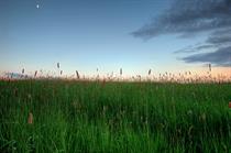 Local Plan Watch: Authorities grapple with green belt release