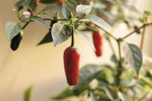 Chillies