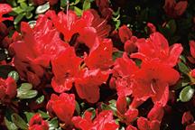 Azaleas