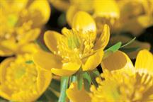 Eranthis