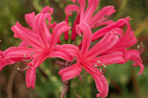 Nerine