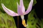 Erythronium