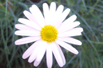 Argyranthemum