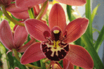Orchids