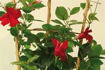 Mandevilla