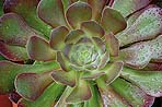 Aeonium