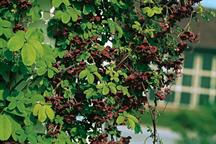 Unusual climbers