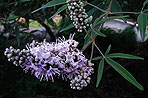 Vitex
