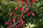 Lobelia