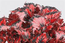 Begonia Rex