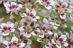 Saxifraga
