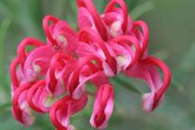 Grevillea