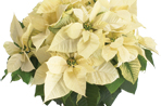 Poinsettia