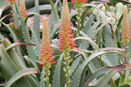 Aloe