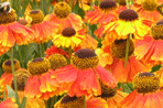 Helenium