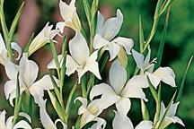 Gladiolus