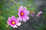 Cosmos