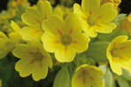 Primula