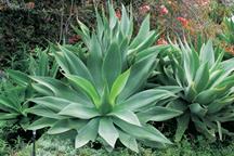 Agave