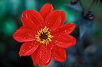 Dahlias