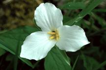 Trillium
