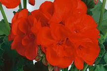 Zonal pelargonium