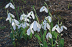 Galanthus