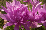 Colchicum