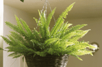 Ferns