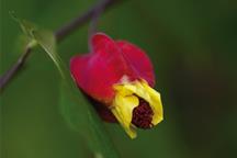 Abutilon