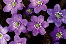 Hepatica