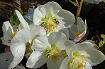 Helleborus niger