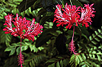 Hibiscus