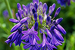 Agapanthus