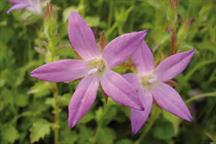 Plant Focus - Alpine Campanula