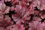 Heuchera